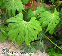Fatsia japonica, Paperplant, Japanese Aralia

Click to see full-size image