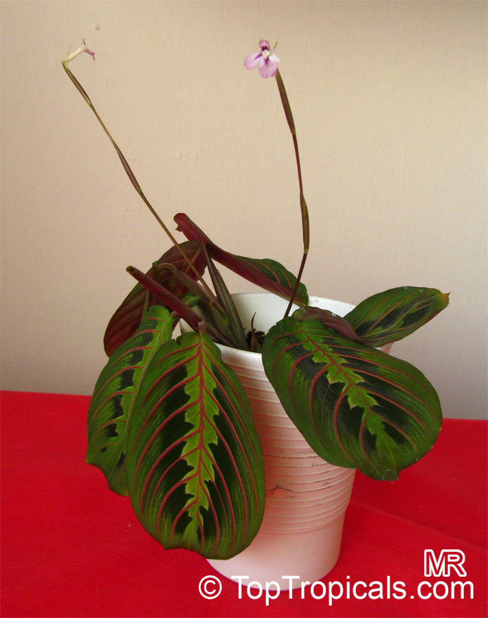 Maranta leuconeura, Prayer Plant
