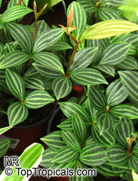 Peperomia puteolata , Parallel Peperomia

Click to see full-size image