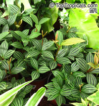 Peperomia puteolata , Parallel Peperomia

Click to see full-size image