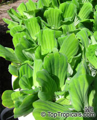 Pistia stratiotes, Water Bonnets, Water Lettuce, St. Lucy's Plant

Click to see full-size image