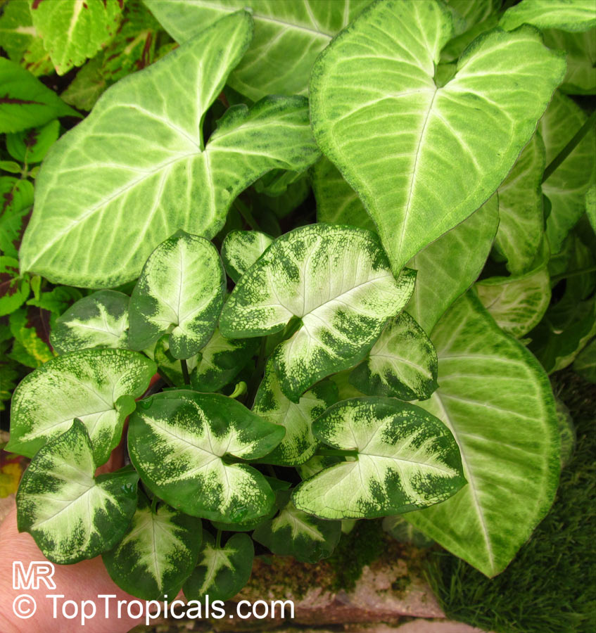Syngonium Podophyllum Arrowhead Vine Top Tropicals Plant Encyclopedia Syngonium Podophyllum Arrowhead Vine Top Tropicals Plant Encyclopedia