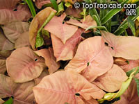 Syngonium podophyllum, Arrowhead vine, Nephthytis, African evergreen

Click to see full-size image
