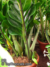 Zamioculcas zamiifolia, Caladium zamiaefolium, Zamioculcas lanceolata, Zamioculcas loddigesii, Aroid Palm, ZZ Plant

Click to see full-size image