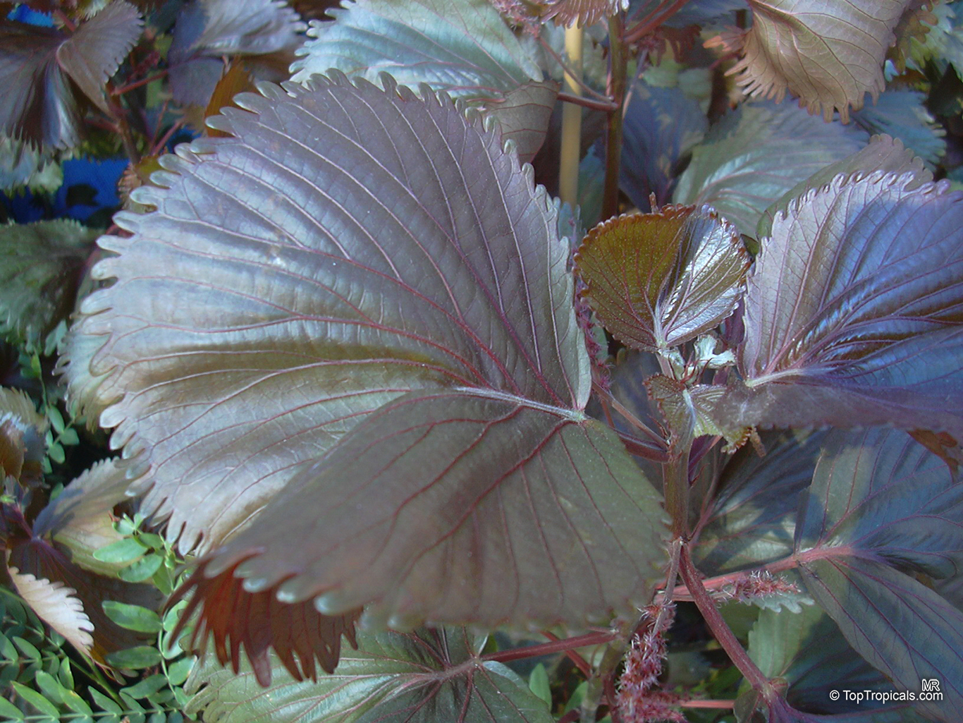 Acalypha wilkesiana, Fire Dragon Acalypha, Hoja de Cobre, Copper Leaf. Acalypha wilkesiana 'Haleakala' 