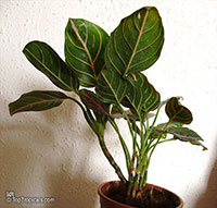 Aglaonema rotundum, Chinese Evergreen

Click to see full-size image
