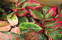 Aglaonema sp., Chinese Evergreen

Click to see full-size image