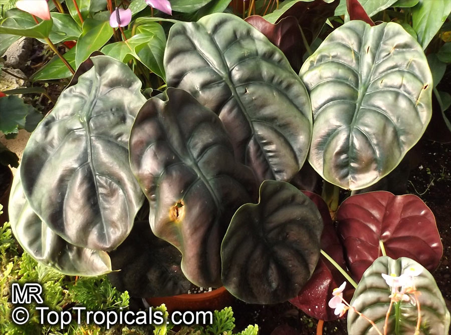 Alocasia cuprea, Mirror Plant, Jewel Alocasia