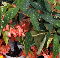 Begonia x albopicta, Bambusiforme Begonia, Cane Stemmed Begonia

Click to see full-size image