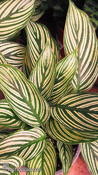 Calathea vittata, Goeppertia elliptica 'Vittata', Prayer Plant

Click to see full-size image