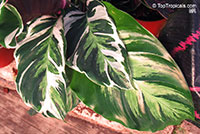Calathea hybrid, Calathea Fusion White PPAF

Click to see full-size image