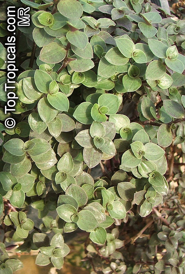 Callisia repens, Bolivian Jew, Turtle Vine, Inch plant