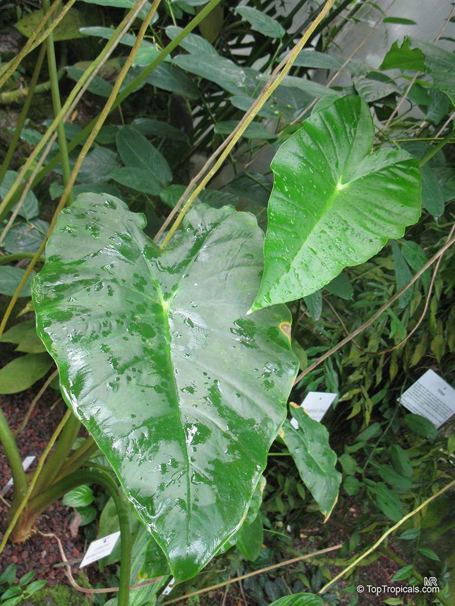 Colocasia sp., Elephant Ear, Mafafa, Taro Root. Colocasia antiquorum