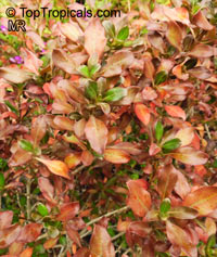 Coprosma repens, Dwarf Variegated Mirror Plant

Click to see full-size image