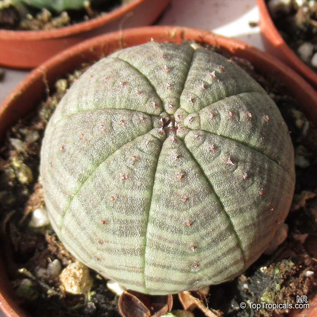 Euphorbia obesa, Baseball Plant