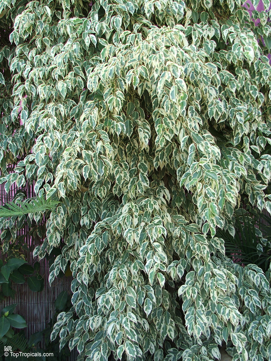 Ficus benjamina, Benjamin Fig, Benjamin Tree