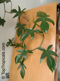 Philodendron 'Florida', Philodendron 'Florida'

Click to see full-size image