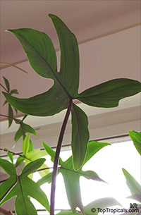 Philodendron 'Florida', Philodendron 'Florida'

Click to see full-size image