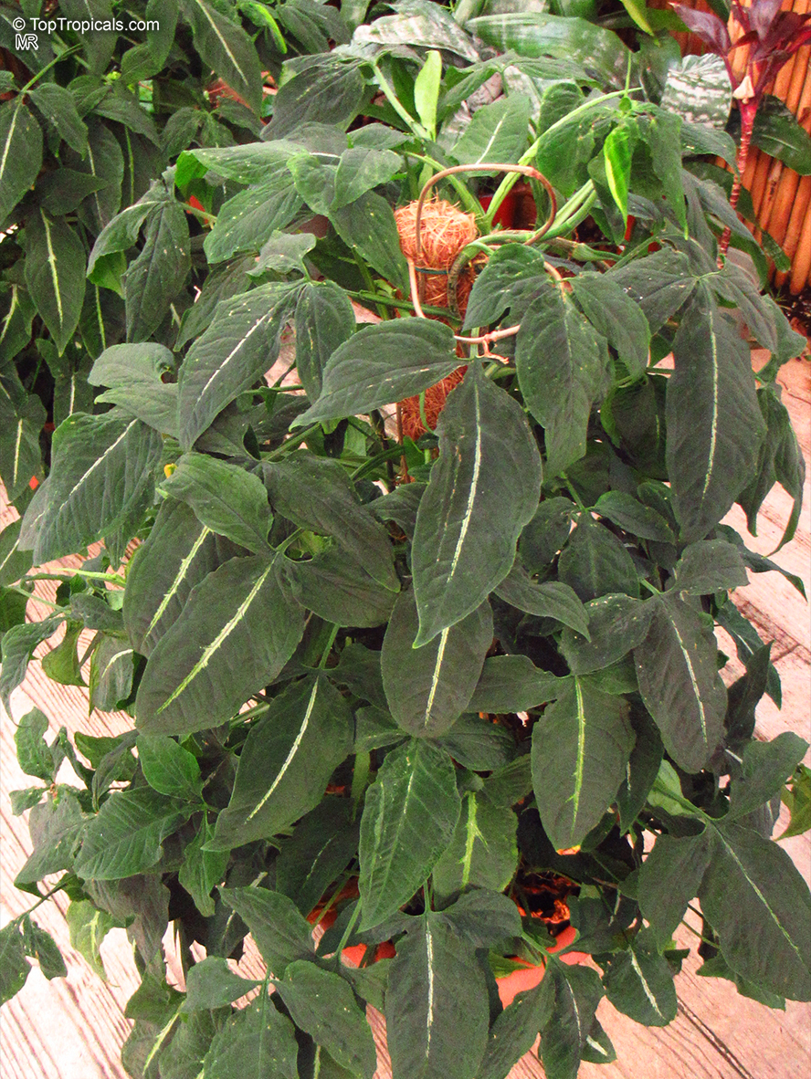 Syngonium wendlandii, Silver Goosefoot Plant, Velvety Syngonium