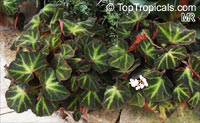 Begonia soli-mutata, Rhizomatous Begonia

Click to see full-size image