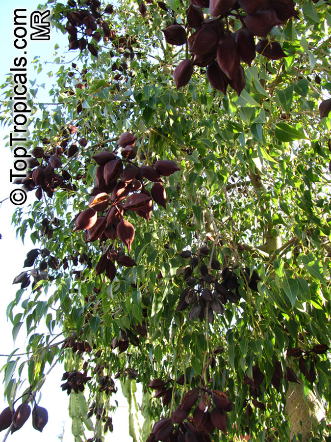 Brachychiton populneus, Bottle Tree, Kurrajong