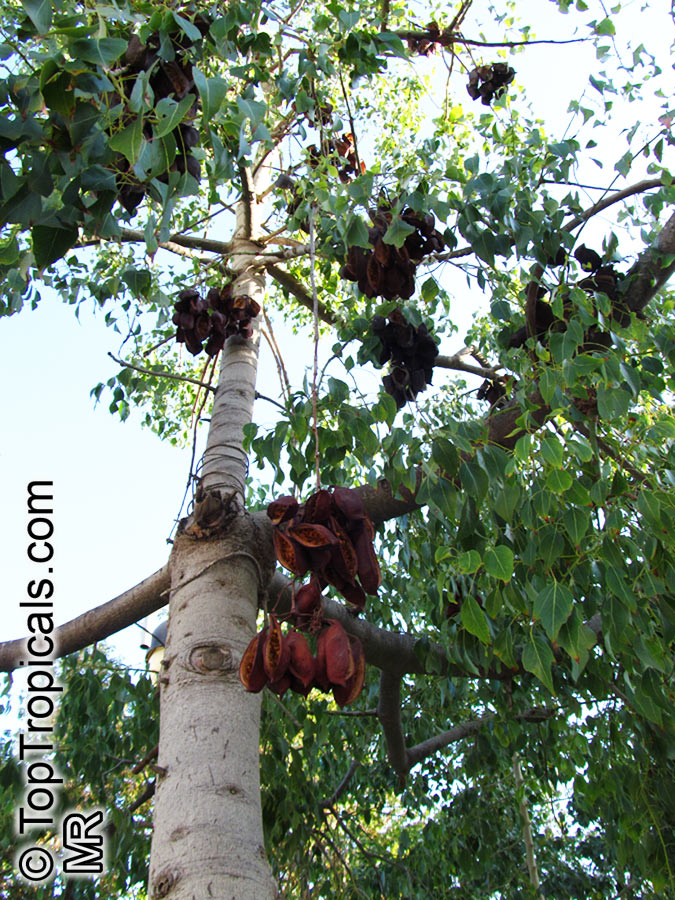 Brachychiton populneus, Bottle Tree, Kurrajong