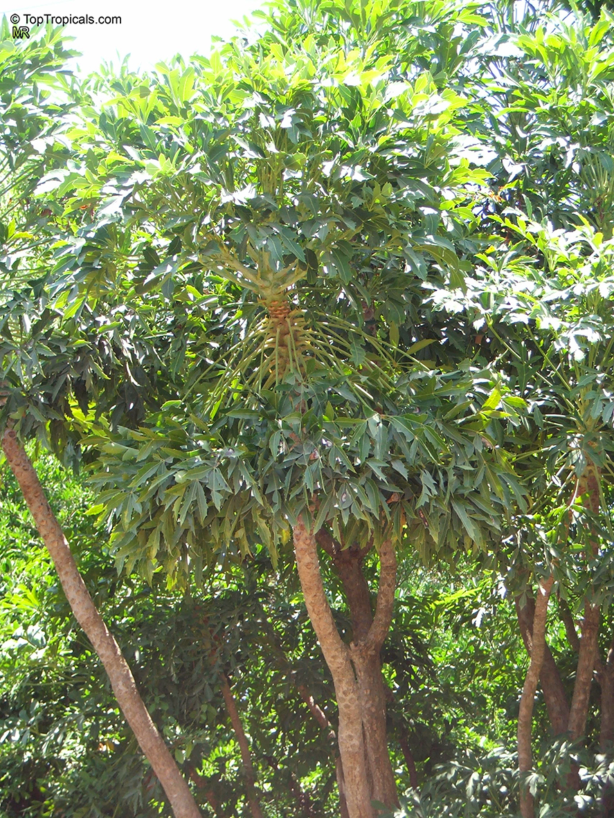 Cussonia spicata, Common Cabbage Tree, Kiepersol