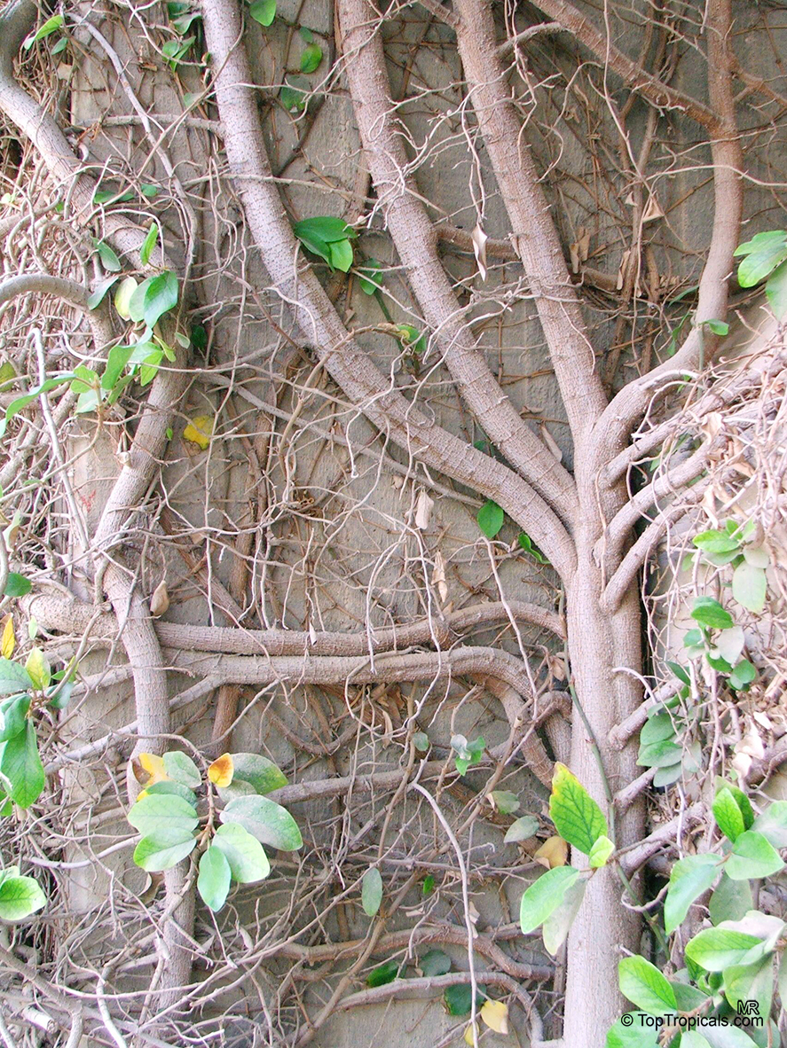 Ficus pumila, Ficus repens, Climbing Fig, Creeping Fig. Mature stem