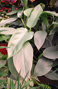 Philodendron sp., Guacamayo, Papaya de Monte

Click to see full-size image