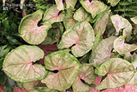 Syngonium sp., Syngonium

Click to see full-size image