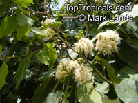Corymbia torelliana, Eucalyptus torelliana, Cadaga, Cadaghi, Gumtree, Torell's Eucalyptus

Click to see full-size image