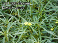 Ludwigia peploides, Floating Primrose Willow, Creeping Water Primrose, Marsh Purslane

Click to see full-size image