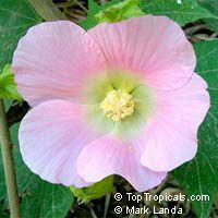 Abutilon x hybridum, Flowering Maple, Weeping Maple,Chinese Lantern

Click to see full-size image