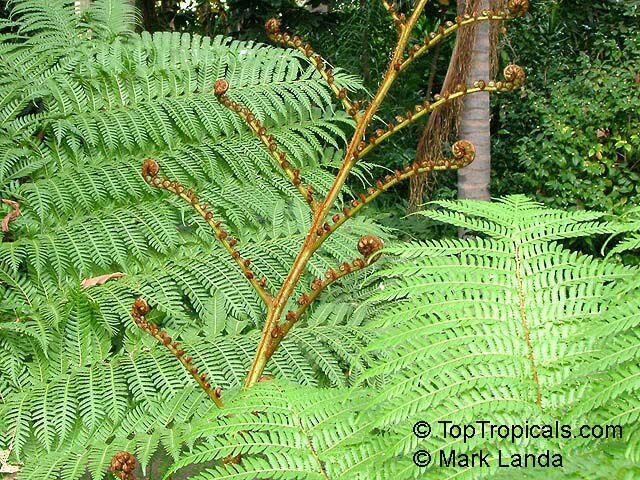 Cyathea australis, Alsophila australis, Rough Tree Fern