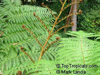 Cyathea australis, Alsophila australis, Rough Tree Fern

Click to see full-size image