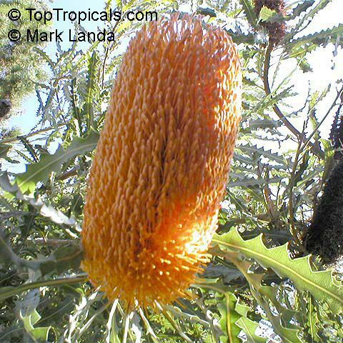 Banksia speciosa, Showy banksia, Ricrac banksia