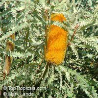Banksia speciosa, Showy banksia, Ricrac banksia

Click to see full-size image