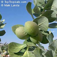 Calotropis procera, Swallow-Wort, Sedom Apple, Dead Sea Apple

Click to see full-size image