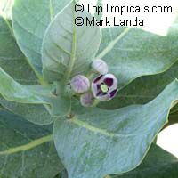 Calotropis procera, Swallow-Wort, Sedom Apple, Dead Sea Apple

Click to see full-size image