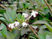 Clerodendrum inerme, Volkameria inermis, Wild Jasmine, Sorcerers Bush, Seaside clerodendrum, Clerodendron

Click to see full-size image