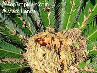 Cycas revoluta, Sago Palm, King Sago

Click to see full-size image