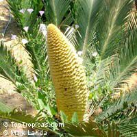 Cycas revoluta, Sago Palm, King Sago

Click to see full-size image