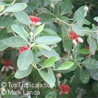 Feijoa sellowiana (фейхоа Селлова) - растение