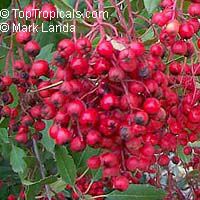 Heteromeles arbutifolia, Toyon, California-holly, Christmasberry

Click to see full-size image