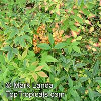 Nandina domestica, Heavenly bamboo

Click to see full-size image