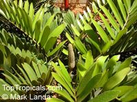 Zamia furfuracea, Cycad, Cardboard Palm

Click to see full-size image