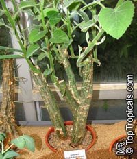 Adenia keramanthus, Adenia

Click to see full-size image