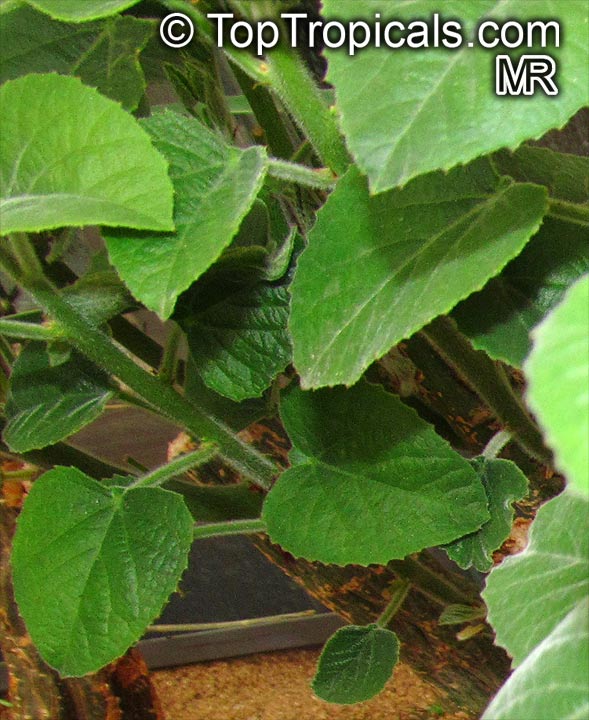 Adenia keramanthus, Adenia