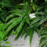 Adiantum sp., Maidenhair Fern

Click to see full-size image