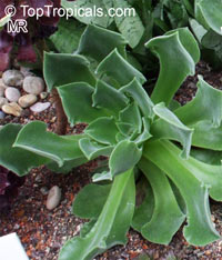 Aeonium sp., Aeonium

Click to see full-size image